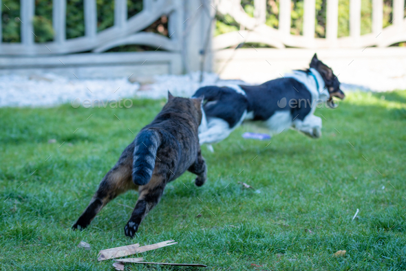 Closeup shot of cat and dog running in the park