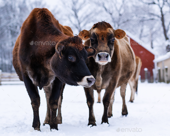Vertical shot of brown dairy cows on the farm during winter