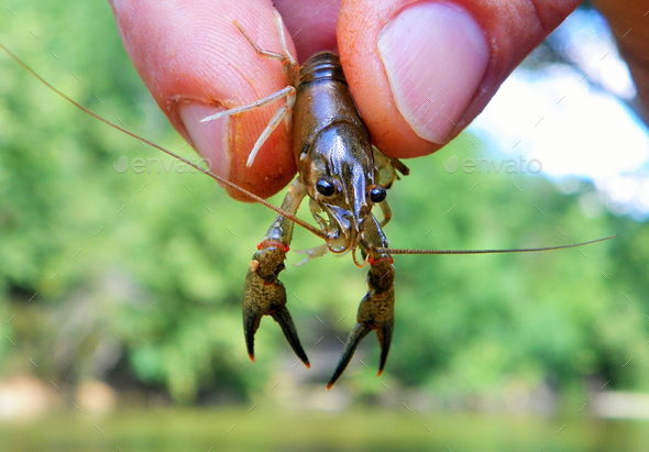 Soft focus of a rawdad or crawfish found in Arkansas swimming hole Stock  Photo by wirestock