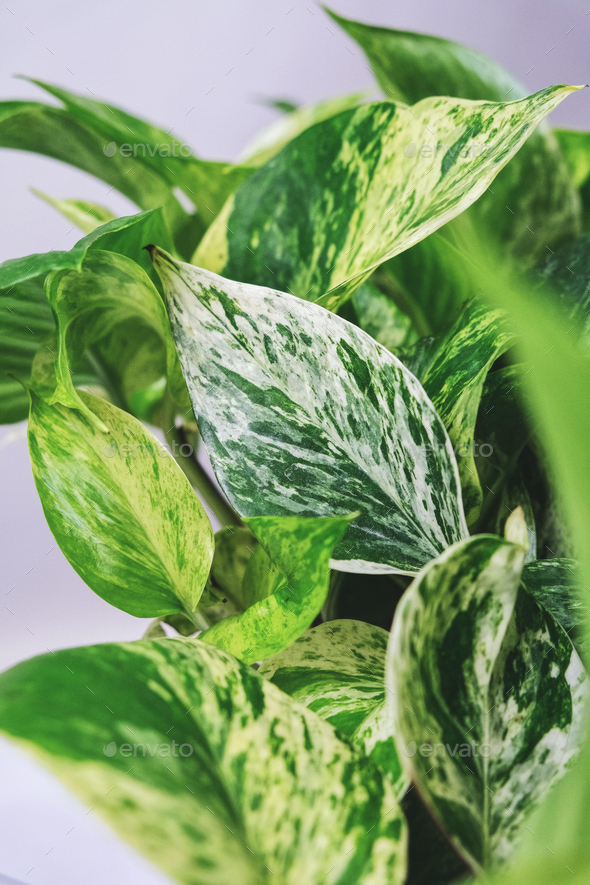 Vertical closeup of the Epipremnum Pinnatum leaves, commonly known as Marble  queen Stock Photo by wirestock