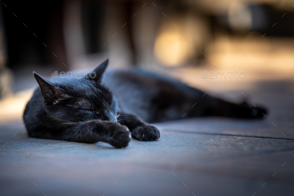 Shallow focus shot of a black cat sleeping outside
