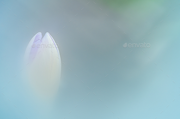 Aesthetic closeup of a white snowdrop blooming in a garden with a soft focus
