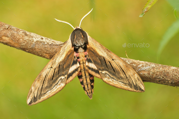 Shallow focus of a  privet hawk moth (Sphinx ligustri) on a twig against - Stock Photo - Images