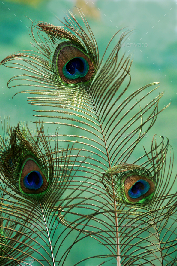 peacock bird with colorful feathers,plumage. Indian blue peafowl