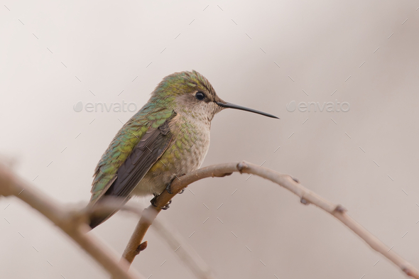 Closeup shot of a cute hummingbird sitting on a tree branch