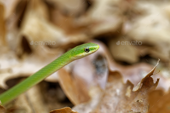 Closeup of the Opheodrys aestivus, commonly known as the rough green snake. - Stock Photo - Images