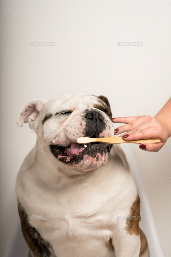 Closeup of a female cleaning dog\'s teeth with a toothbrush
