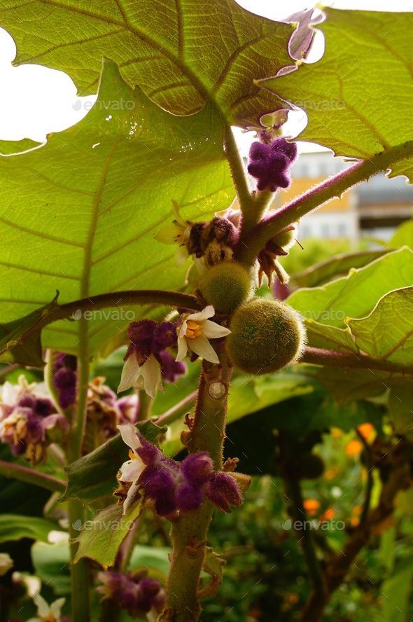 Fruit and flower of a lulo or naranjilla plant. Stock Photo by wirestock