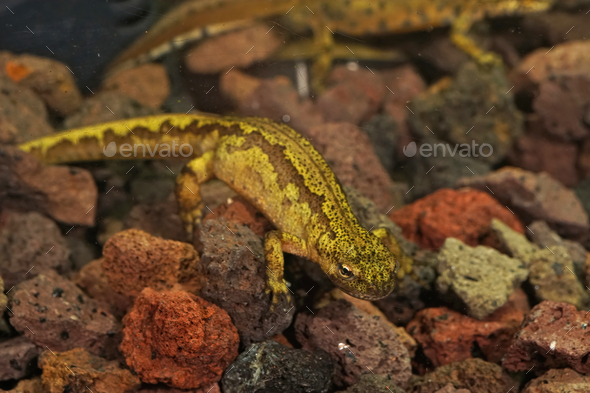 Of an aquatic, unusual colorful female Carpathian newt, Lissotriton montandoni - Stock Photo - Images