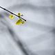 small young leaves in early spring - PhotoDune Item for Sale