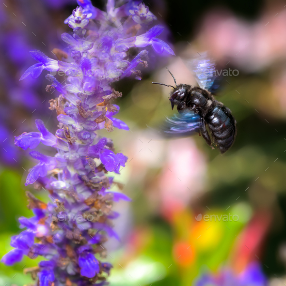 Violet carpenter bee flying to a  sage flower - Stock Photo - Images