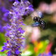 Violet carpenter bee flying to a  sage flower - PhotoDune Item for Sale