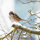 Sparrow sitting on a snow covered tree - PhotoDune Item for Sale