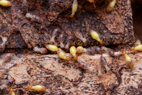 Termites Eat Wooden Planks. Damage Of A Wooden House From Termites ...