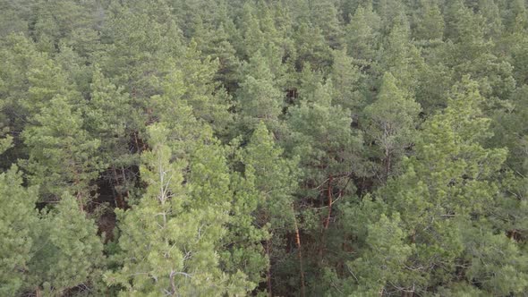 Trees in a Pine Forest During the Day Aerial View alt