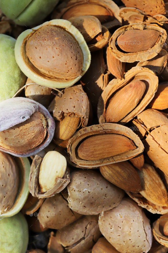 almond harvest time - broken almonds