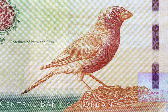 Rosefinch of petra and rum from money - Stock Photo - Images