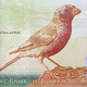 Rosefinch of petra and rum from money - PhotoDune Item for Sale