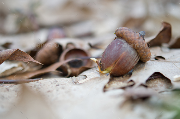 sprouted seed acorn - Stock Photo - Images