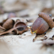 sprouted seed acorn - PhotoDune Item for Sale
