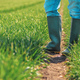 Farmer in rubber boots standing in green wheat seedling field and examining crops - PhotoDune Item for Sale