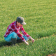 Farmer examining wheat seedling in cultivated field, female farm worker checking crop development - PhotoDune Item for Sale