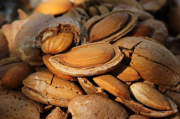 almond harvest time - broken almonds
