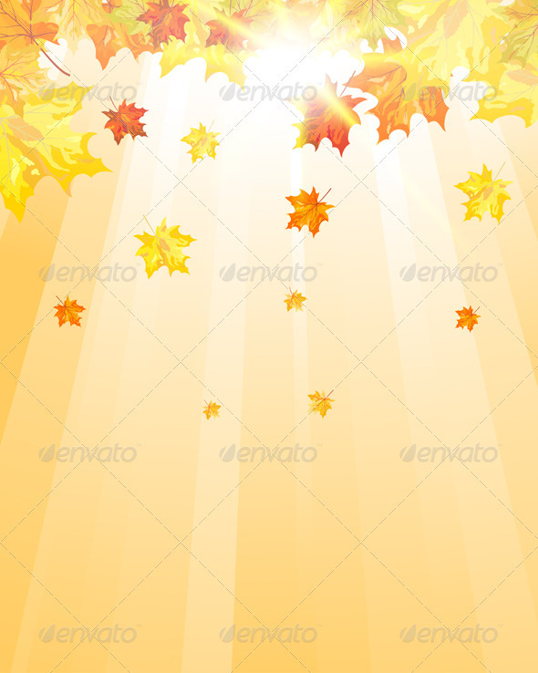 Autumn Maple Leaves - Seasons Nature