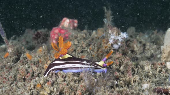 Vibrant coloured sea creature Nembrothaing along a coral reef. Underwater view alt