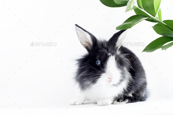 Small rabbit of the Dutch breed of black and white color on a white background with plant