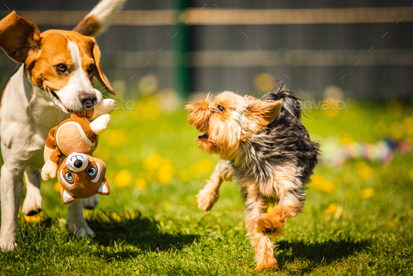 Cute Yorkshire Terrier dog running with beagle dog on gras on sunny day. - Stock Photo - Images