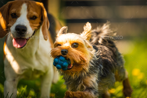 Cute Yorkshire Terrier dog running with beagle dog on gras on sunny day. - Stock Photo - Images