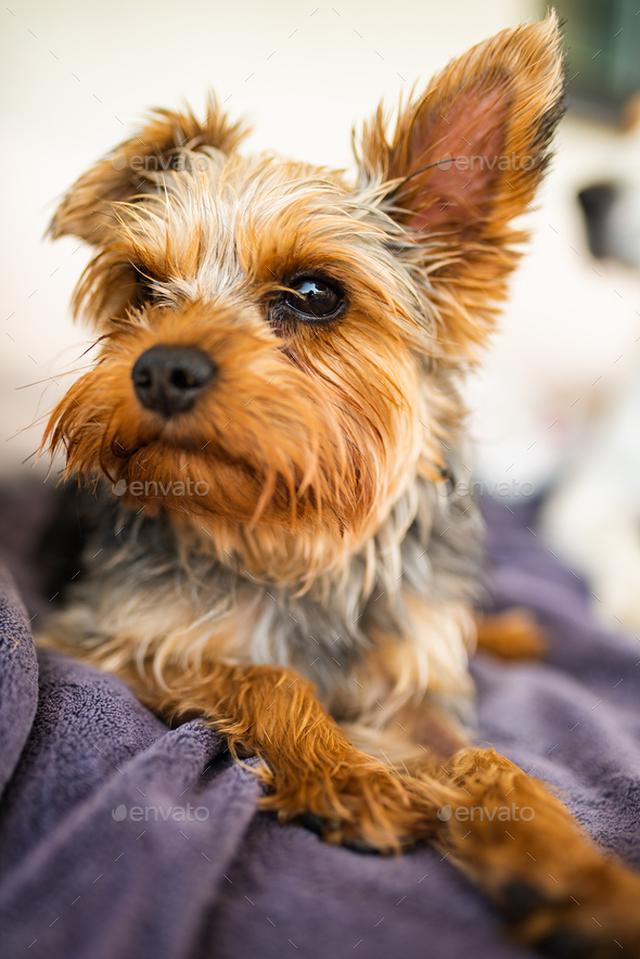 Adorable yorkshire terrier on the garden sofa portrait - Stock Photo - Images