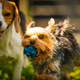 Cute Yorkshire Terrier dog running with beagle dog on gras on sunny day. - PhotoDune Item for Sale