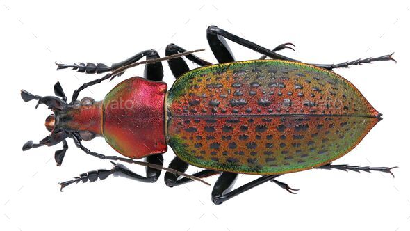 Insect specimen collection: Carabus (Coptolabrus) sp. - Stock Photo - Images