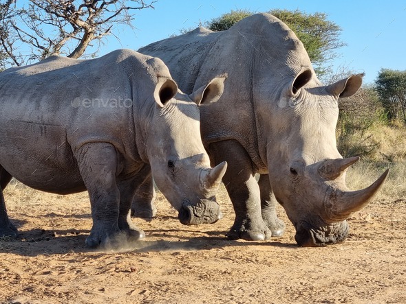 Closeup of a mother rhino and a baby rhino standing in the sand on a rural field in Namibia