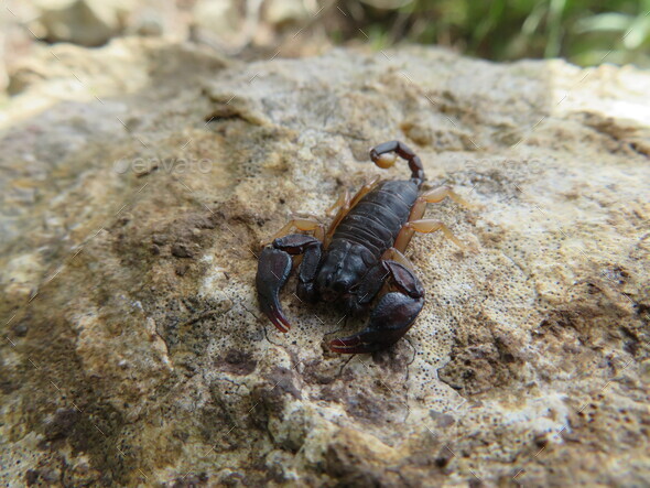 European black scorpion (Euscorpius flavicaudis) close-up - Stock Photo - Images