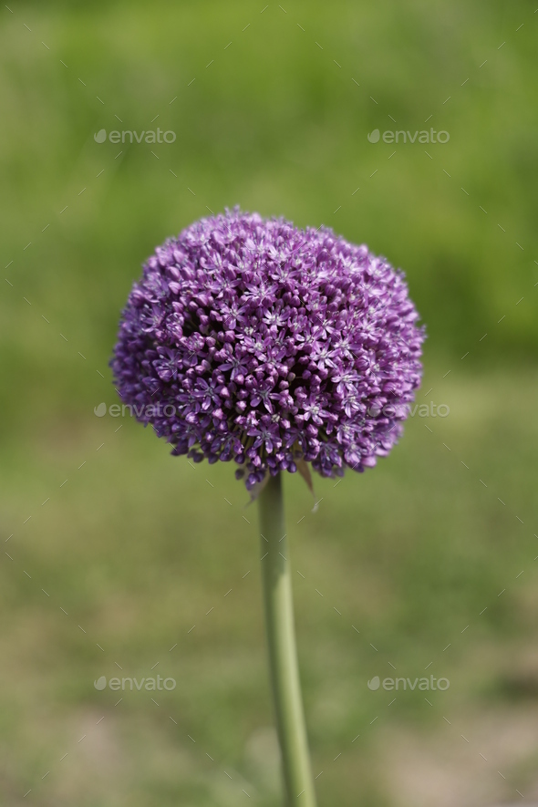 Shallow focus shot of a purple allium ambassador - Stock Photo - Images