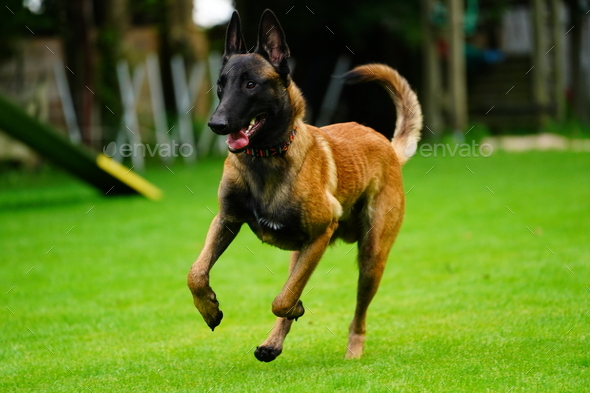 Malinois running sales