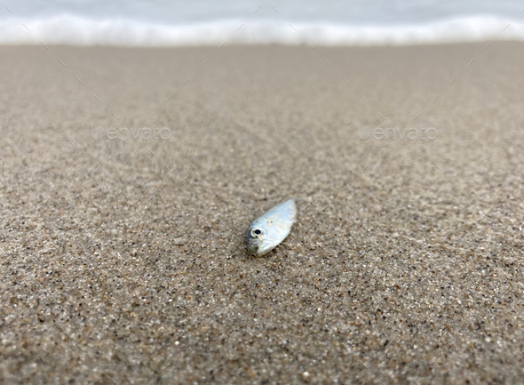 Selective of a small young mackerel fish washed ashore on beach
