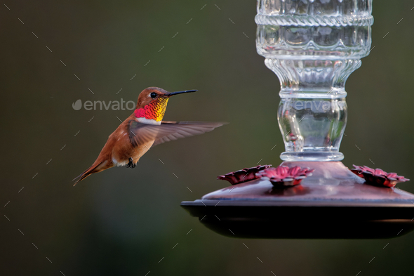 Closeup shot of a cute hummingbird flying near a feeder