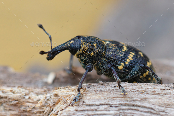 Closeup of the colorful large pine weevil, Hylobius abietis - Stock Photo - Images