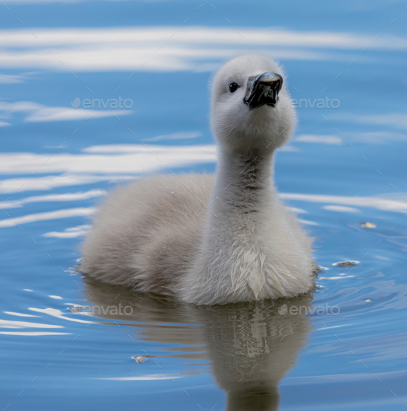 Closeup of a cute cygnet swimming in the water during daylight - Stock Photo - Images
