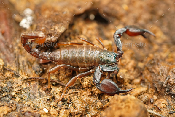 Close-up shot of the Western Forest scorpion, Uroctonus mordax found under a stone.