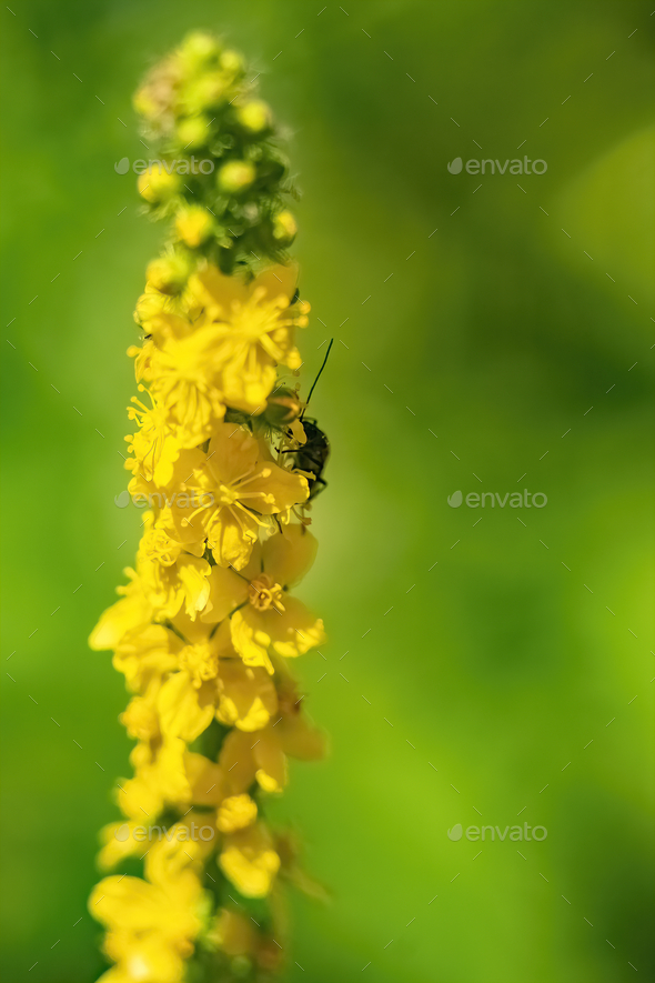 Bug on Agrimony (Agrimonia eupatoria) flowers with copy space - Stock Photo - Images