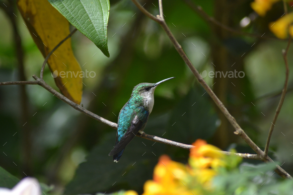 Closeup shot of a cute Hummingbird perched on a branch