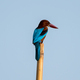 Common Kingfisher bird perched on a wooden pole - PhotoDune Item for Sale