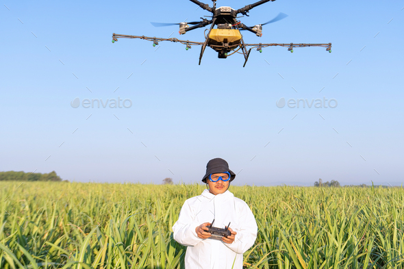 farmer navigating drone at rice field using high technology increasing productivity in agriculture