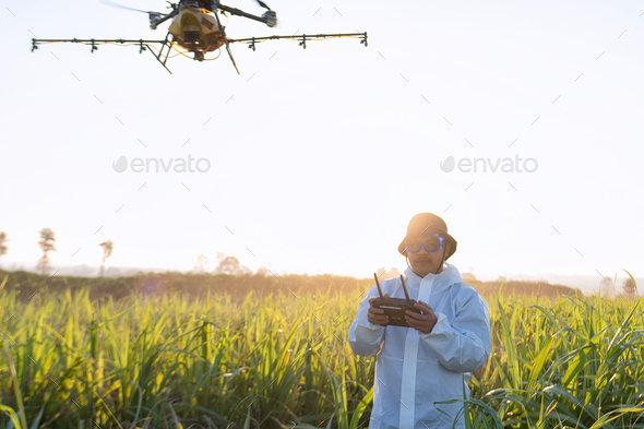 farmer navigating drone at rice field using high technology increasing productivity in agriculture