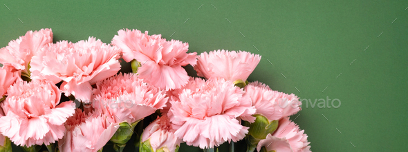 Bouquet of pink carnations flower on green background. - Stock Photo - Images